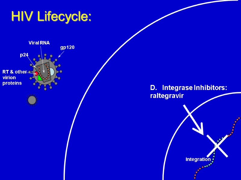 HIV Lifecycle: Integration  Integrase Inhibitors: raltegravir